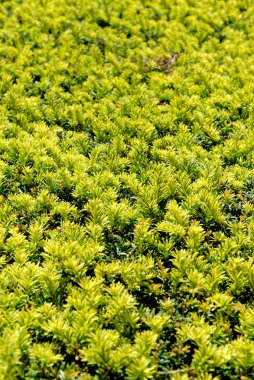 Yeşil arka plan olarak çam ağacı iğneleri. Noel ağacı dalları. Evergreen ormanı ya da odun. Doğa ve çevre. Yeşil bitki arkaplanı