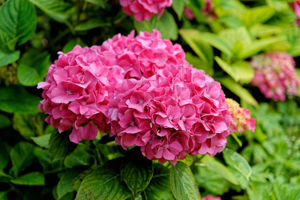 Pembe Bigleaf Ortancaları Hydrangea Makrophylla Çalıları Ngiltere Yazın Yetişir — Stok fotoğraf