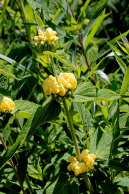 Digitalis grandiflora Büyük çiçekli yüksükotu Büyük sarı yüksükotu