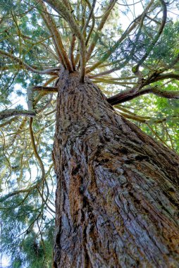 Giant Redwood - Sequoiadendron giganteum is the sole living species in the genus Sequoiadendron, and one of three species of coniferous trees known as redwoods, classified in the family Cupressaceae clipart