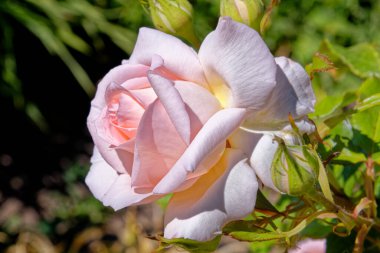 Gülün kapağı - İngiliz gül bahçesi, Birleşik Krallık