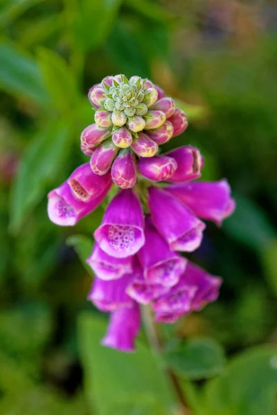 Digitalis Purpurea Foxhandsken Eller Vanlig Foxhandske Blomsterväxt Familjen Plantaginaceae — Stockfoto