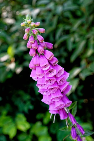 Digitalis Purpurea Foxhandsken Eller Vanlig Foxhandske Blomsterväxt Familjen Plantaginaceae — Stockfoto