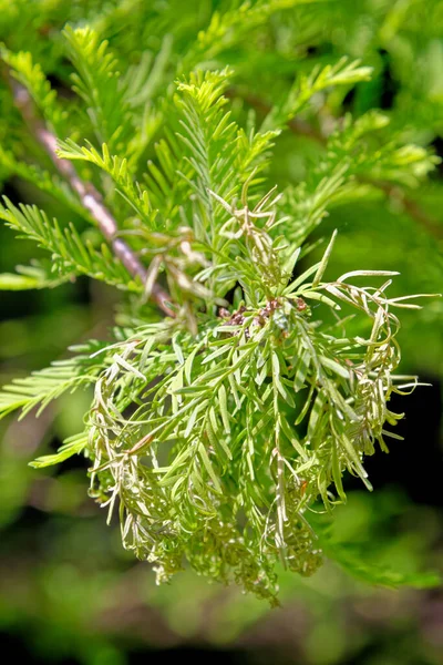 Κοντινό Πλάνο Των Φύλλων Bald Cypress Taxodiaceae Taxodium Distichum — Φωτογραφία Αρχείου