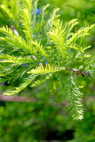 Primer Plano Las Hojas Ciprés Calvo Taxodiaceae Taxodium Distichum — Foto de Stock