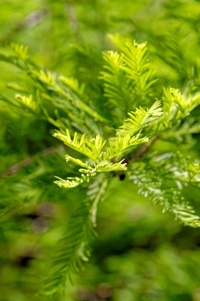 Close Bald Cypress Leaves Taxodiaceae Taxodium Distichum — Stock Photo, Image