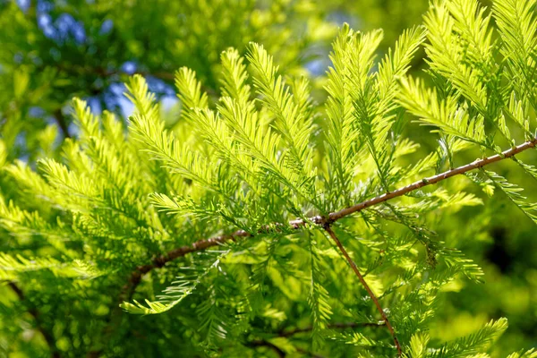 Close Bald Cypress Leaves Taxodiaceae Taxodium Distichum — Stock Photo, Image