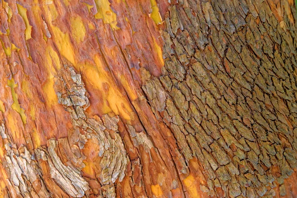 Erdbeerbaum Arbutus Andrachnoides Γκρο Πλαν Του Δέντρου Υφή Υποβάθρου — Φωτογραφία Αρχείου