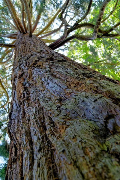 Giant Redwood Sequoiadendron Giganteum Είναι Μοναδικό Ζωντανό Είδος Του Γένους — Φωτογραφία Αρχείου