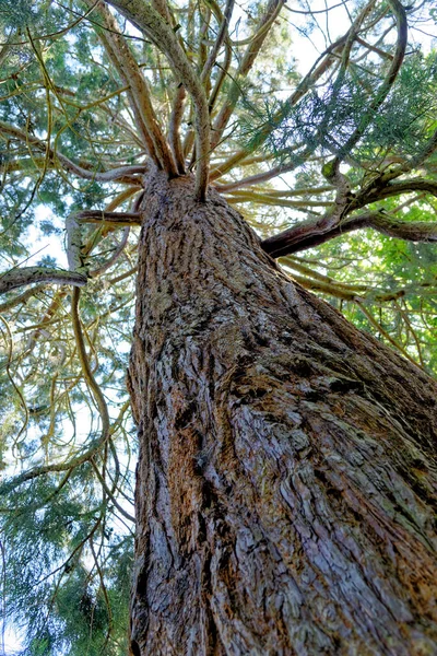 Giant Redwood Sequoiadendron Giganteum Είναι Μοναδικό Ζωντανό Είδος Του Γένους — Φωτογραφία Αρχείου