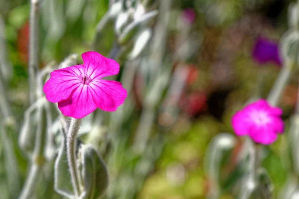 Lychnis Coronaria Rose Campion Late Summer England — стоковое фото