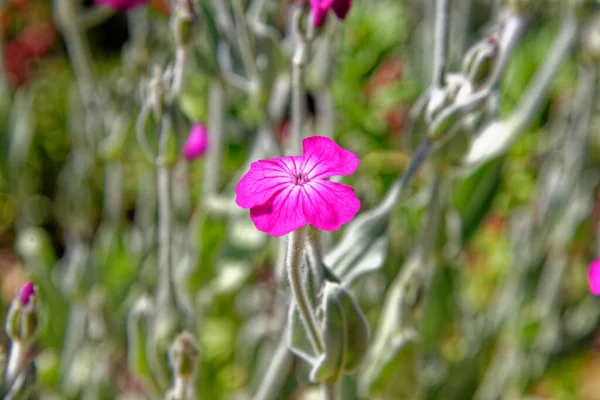 Lychnis Coronaria Rose Campion Late Summer England — стоковое фото