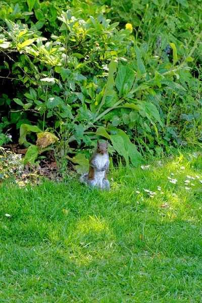 Східна Сіра Білка Сіра Білка Sciurus Carolinensis Сидить Траві Англія — стокове фото