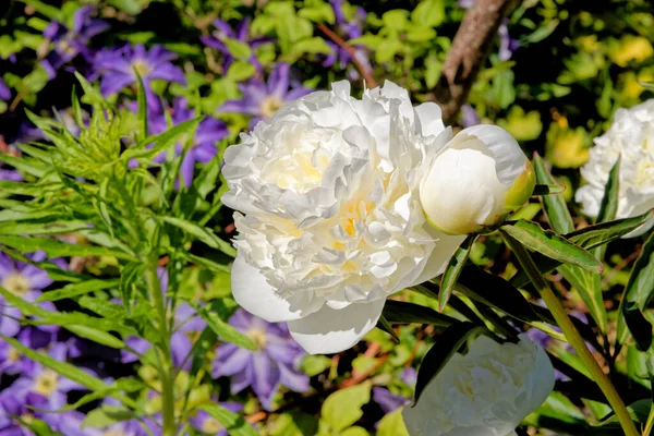 Beyaz Şakayık Çiçeği Yaklaş Şakayık Peony Papağangiller Paeoniaceae Familyasından Bir — Stok fotoğraf