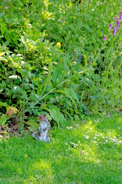 Grauhörnchen Grauhörnchen Sciurus Carolinensis Sitzt Auf Gras England Vereinigtes Königreich — Stockfoto