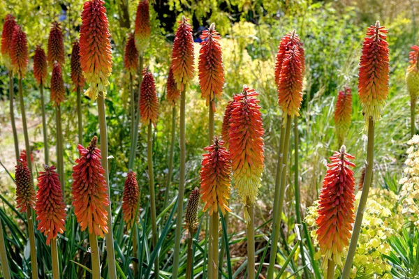 Kniphofia Also Called Tritoma Red Hot Poker Torch Lily Poker — Stock Photo, Image