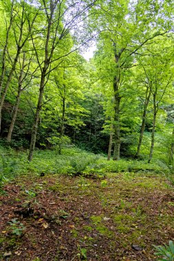 Stellagill Ormanında Yürümek - Durham Bölgesi Birleşik Krallık