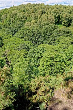 Stellagill Ormanında Yürümek - Durham Bölgesi Birleşik Krallık