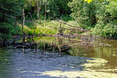 Stellagill Ormanında Yürümek - Durham Bölgesi Birleşik Krallık