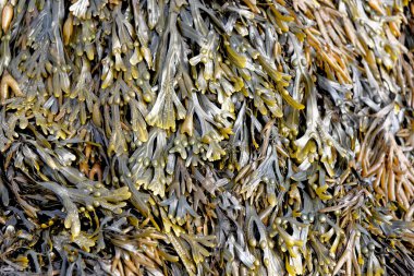 Kayaları kaplayan yosunları kapatın. Kahverengi deniz yosunu. Dalgalar çekildiğinde kumsalda sidik torbası.