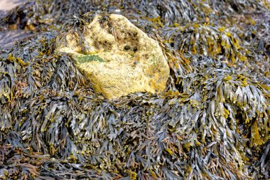 Kayaları kaplayan yosunları kapatın. Kahverengi deniz yosunu. Dalgalar çekildiğinde kumsalda sidik torbası.