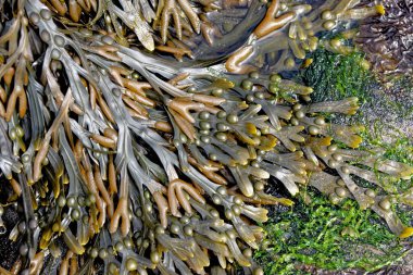 Kayaları kaplayan yosunları kapatın. Kahverengi deniz yosunu. Dalgalar çekildiğinde kumsalda sidik torbası.