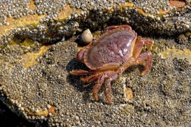 Durham Miras Sahili 'nde deniz yengeci, İngiltere