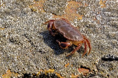 Durham Miras Sahili 'nde deniz yengeci, İngiltere