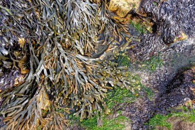 Kayaları kaplayan yosunları kapatın. Kahverengi deniz yosunu. Dalgalar çekildiğinde kumsalda sidik torbası.