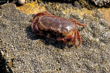 Durham Miras Sahili 'nde deniz yengeci, İngiltere