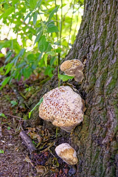 Chaga Mushroom Inonotus Obliquus Растущий Стволе Дерева Лесу Шельфовые Грибы — стоковое фото