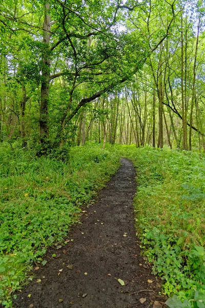 Walking Stellagill Woods County Durham United Kingdom — Stock Photo, Image