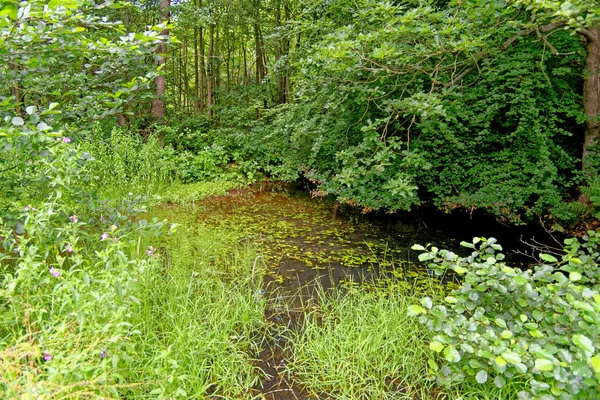 Wandern Stellagill Woods County Durham Vereinigtes Königreich — Stockfoto