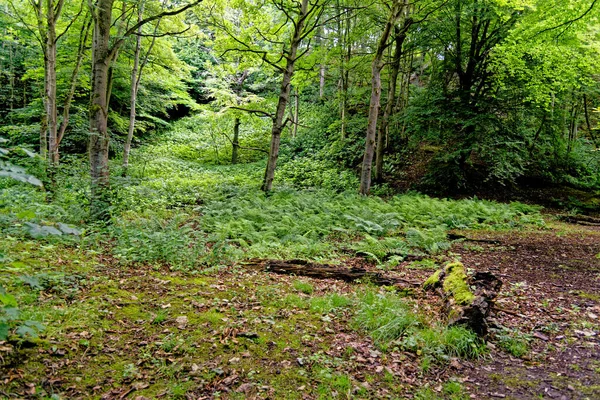 Περπάτημα Στο Stellagill Woods County Durham Ηνωμένο Βασίλειο — Φωτογραφία Αρχείου
