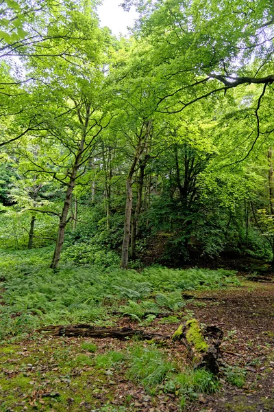 Περπάτημα Στο Stellagill Woods County Durham Ηνωμένο Βασίλειο — Φωτογραφία Αρχείου