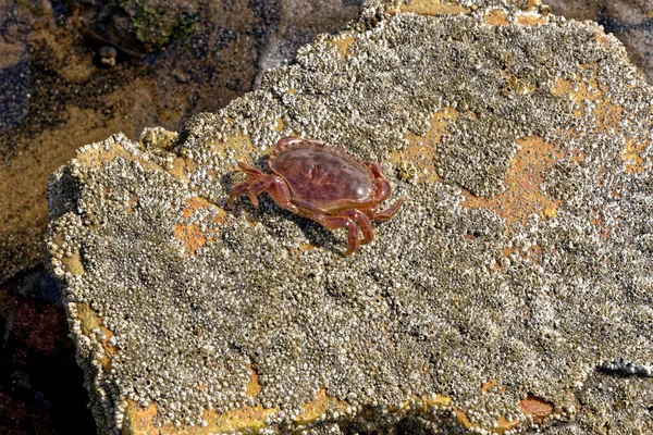 Sea Crab Low Tide Durham Heritage Coast Velká Británie — Stock fotografie