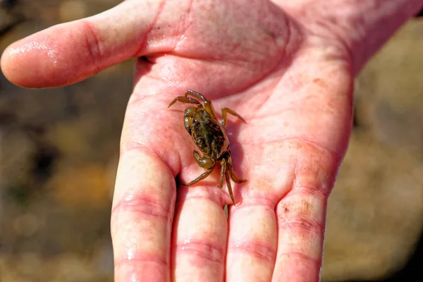 Hand of man holding common shore sea crab at low tide on the Durham Heritage Coast - United Kingdom