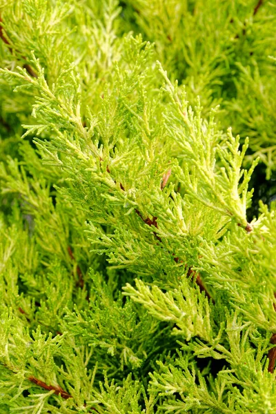 Furu Gran Nålar Som Grön Bakgrund Julgransgrenar Evergreen Skog Eller — Stockfoto