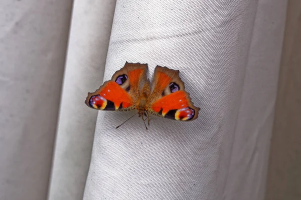 Tagpfauenauge Aglais European Peacock Butterfly — Stock Photo, Image