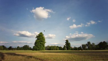 UK Weather: Reading, Berkshire, Güney Doğu İngiltere 'deki Prospect Park' ta açık mavi gökyüzü ile güneşli - 19 Haziran 2020