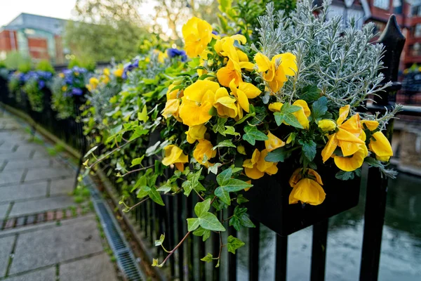 Dwarf Pansy Viola Variety Blueberry Cream Pansy Cercis Siliquaarro Reading — 图库照片