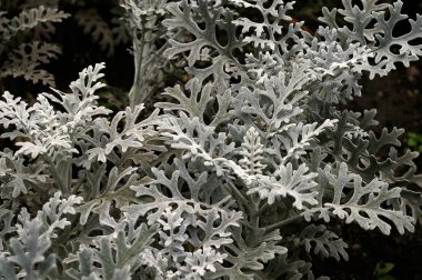 Gri moss closeup dallar