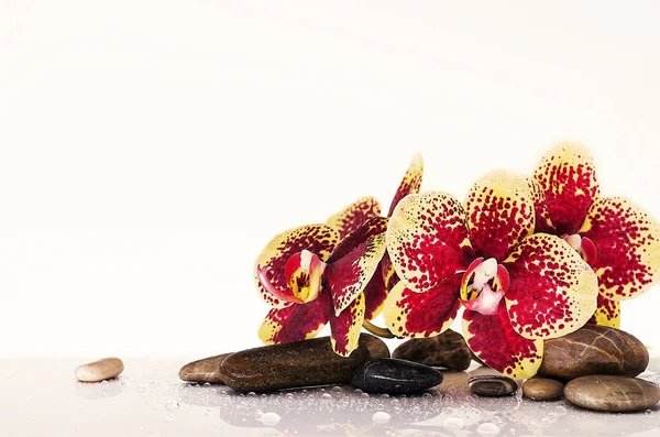 Orkide Phalaenopsis çekici sarı-kırmızı