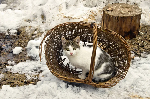 Sepetteki kedi.