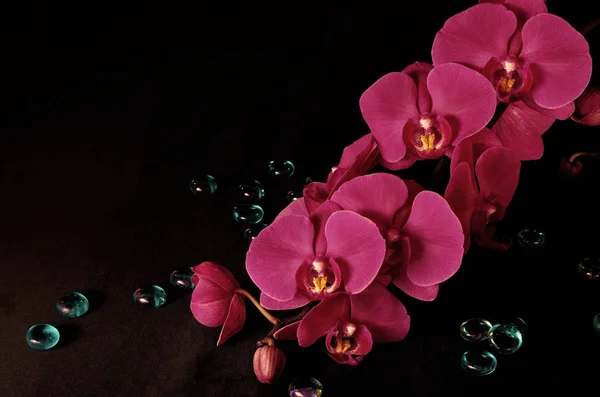 Orkide Phalaenopsis Vivaldi eflatun