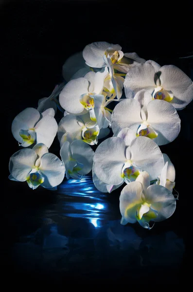 Orkide Phalaenopsis beyaz siyah arka plan üzerine