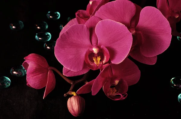 Orkide Phalaenopsis Vivaldi eflatun