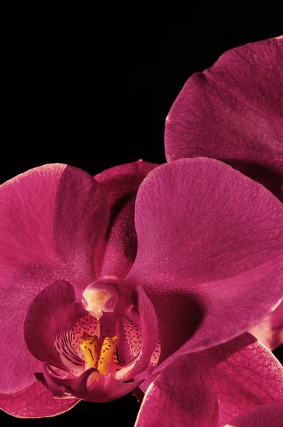 Orkide Phalaenopsis Vivaldi eflatun