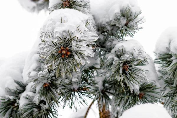 Çam dalı altında frost. Yağmur