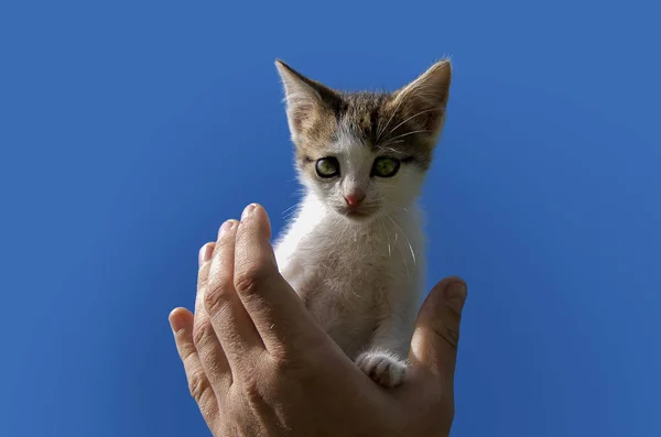 Elinizin avuç üzerinde yavru kedi